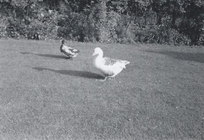 Richard Bartlett's pet goose.  Photograph taken by Tom May's father. (See comment below) | Tom May