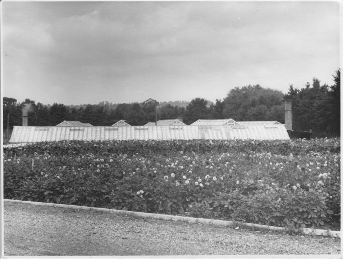 The Garden Beauty Products glasshouses | From the private collection of Mrs D Bilewycz