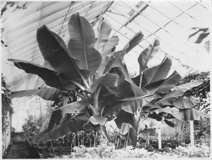 The banana trees in the Garden Beauty Products greenhouses | From the private collection of Mrs D Bilewycz