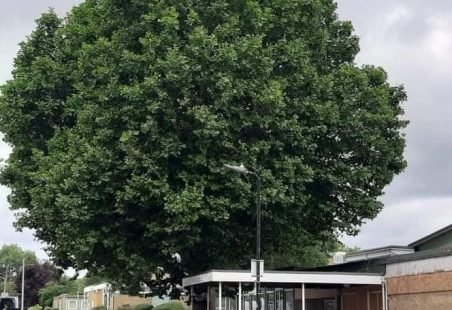 Wickford Tree of the year 2022